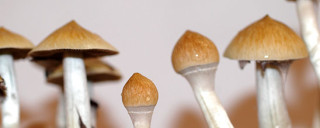cambodian-psilocybe-cubensis-strain
