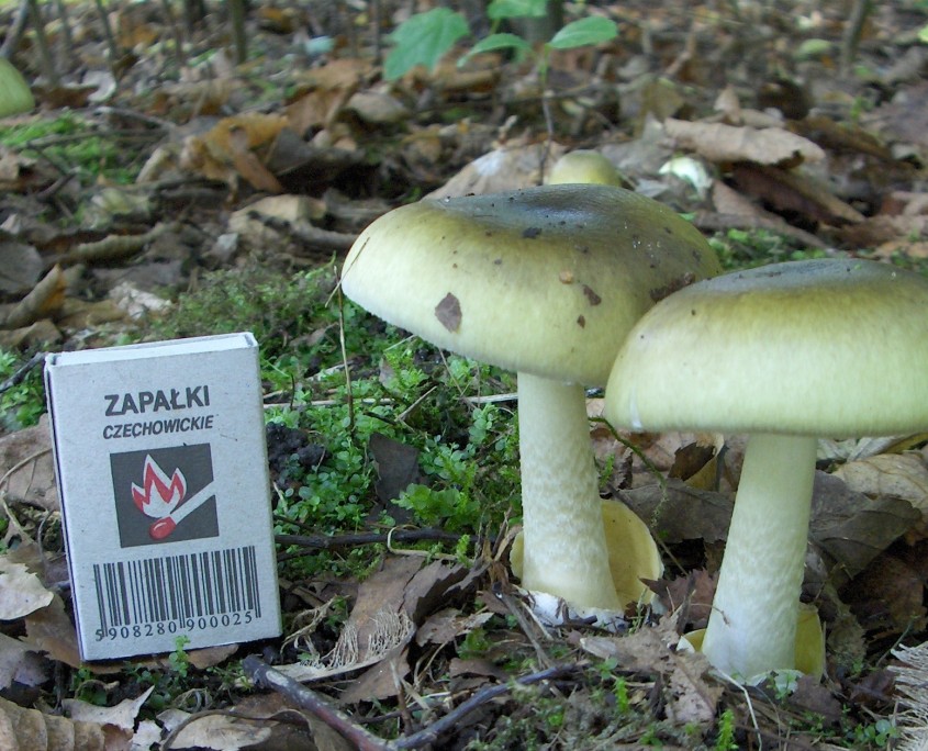 Amanita Phalloides