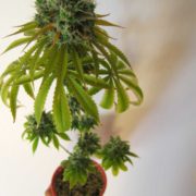 flower-from-seed