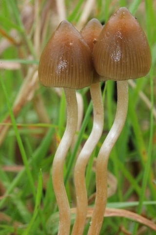 cogumelos magicos psilocybe semilanceata